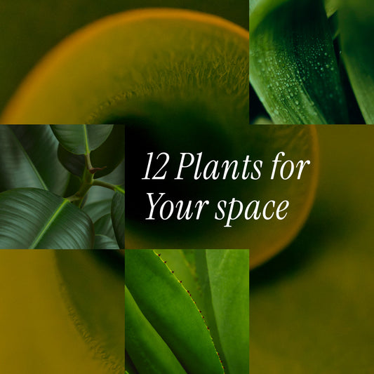 12 Plants That Absorb Radiation – The Ultimate Guide
